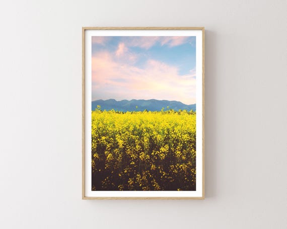 "Mission Mountain Valley" - Colorful Canola Field Landscape Photography