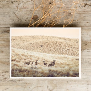 May include: A photograph of a group of deer standing in a field of tall grass. The deer are brown and have white spots. The field is a light brown color and the background is a hazy, light brown color.
