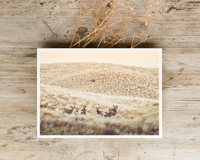 May include: A photograph of a group of deer standing in a field of tall grass. The deer are brown and have white spots. The field is a light brown color and the background is a hazy, light brown color.