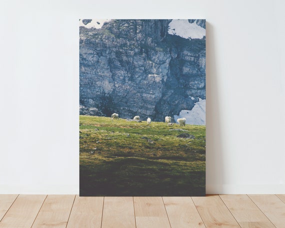 Mountain Goats and Beartooth Mountains Landscape - Western Decor - Mountain Goat Print - Nature Photography - Large wall art - landscape art