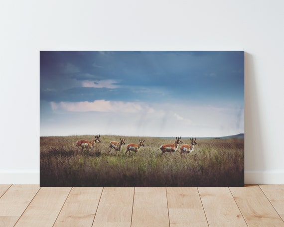 Pronghorns and Stormy Landscape Photography - Western Wall Art - western Decor - Nature photography - Antelope - Panoramic landscape - storm