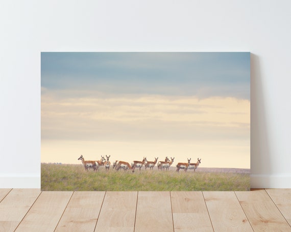 Pronghorn Herd Photography Print - Antelope - Western Decor - Farmhouse Decor - Nature Print - Landscape wall art - Boho Decor - panoramic