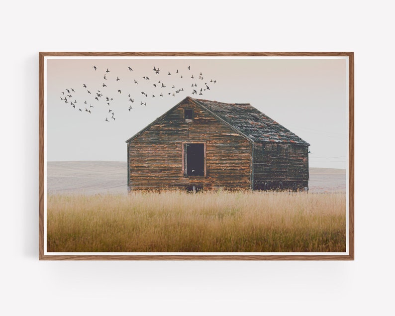 May include: A weathered wooden barn stands in a field of tall grass, with a flock of birds flying overhead against a pale sky.