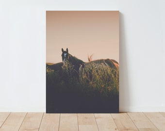May include: Three brown horses standing in a field of tall grass. The horses are facing the camera, and the sun is setting in the background.