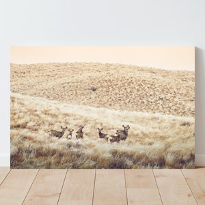May include: A group of deer standing in a field of tall, dry grass. The deer are brown and have white spots. The field is a light brown color and the sky is a light blue color.