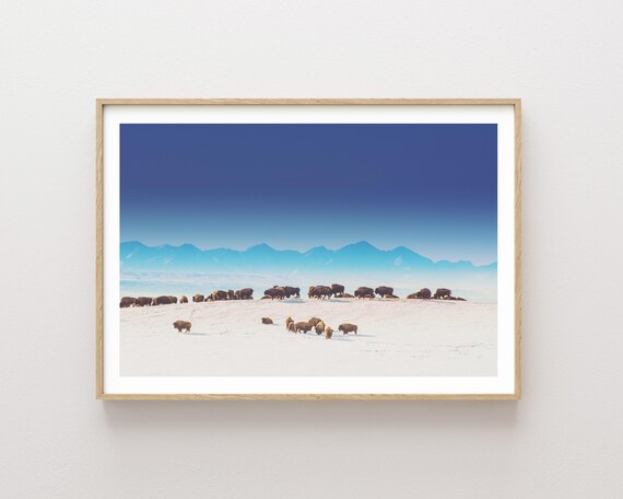 "Blue Mountains Bison" - Beautiful Bison and Mountains Landscape Photography