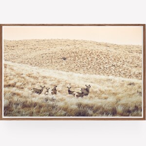 May include: A group of deer stand in a field of tall, dry grass. The deer are brown and have white spots. The background is a hazy, golden color.