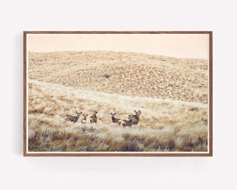 May include: A group of deer stand in a field of tall, dry grass. The deer are brown and have white spots. The background is a hazy, golden color.
