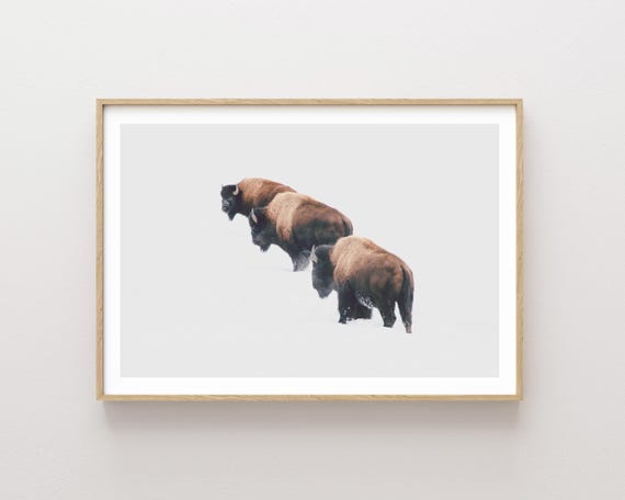 "Yellowstone Trio" - Bison and snowy Yellowstone Park Landscape