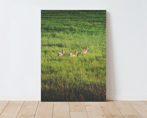 Pronghorn and Landscape Photography - Antelope - Wildlife - Montana - Western Wall Art - Western Decor - Farmhouse Prints - Nature - Boho