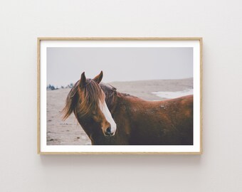 Wild Horse Photography Print: Pryor Mountains Western Art