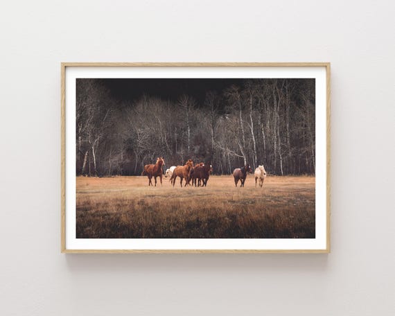 "Hidden Secrets" - Horses and dreamy forest landscape photography