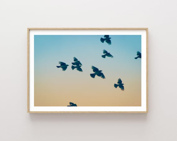 "Light as a Feather" - Dreamy Birds in Flight Nature Photography