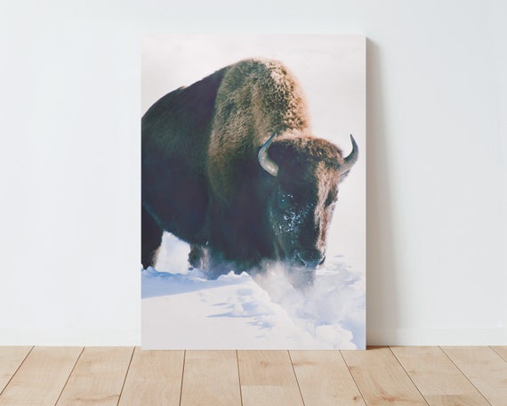 Bison Wall Art - Nature Prints  - Nature Wall Art - Bison Photography - Living Room Wall Art - Bedroom Wall Art - Large Wall Art - Landscape