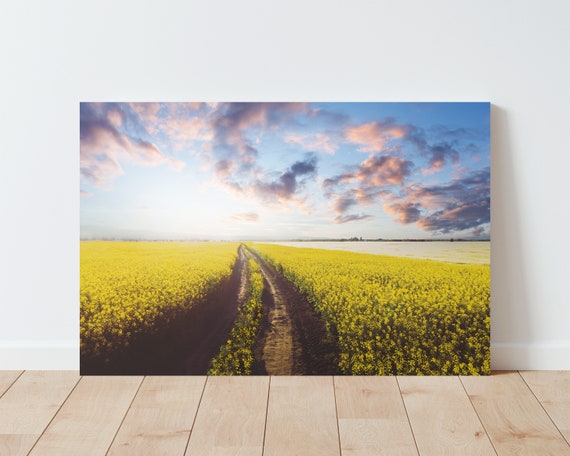 Canola Fields Landscape Photography - yellow Field - Farmhouse Decor - Western Decor - Boho Decor - Nature wall art - living room wall art