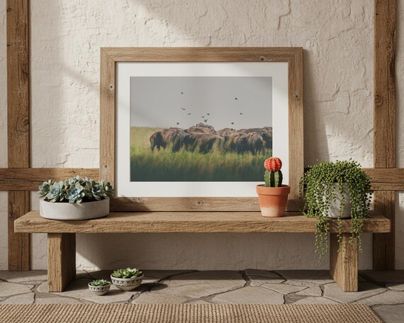 "The Fly Over" - Bison in Summer Pasture photography print - Western wall art