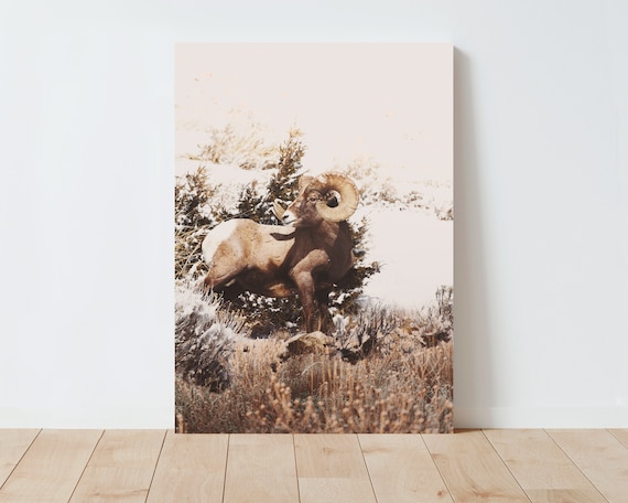 Big Horn Sheep Wildlife Photography - Nature wall art - Yellowstone National Park Wildlife Photography - Bighorn Sheep - large wall art