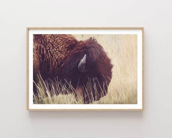"Blue Eyed Boy" - Bison in National Bison Refuge Photography