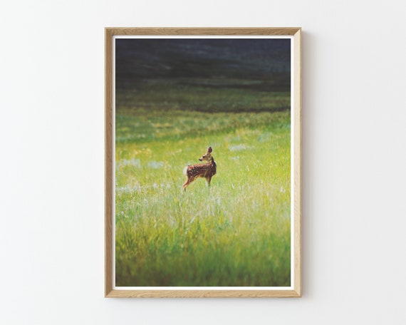 Fawn and Meadow Landscape Photography | landscape prints | large wall art | fawn | Deer | wildlife | montana | animals | nature photography