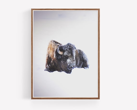 Bison in Yellowstone National Park - American Bison resting in the snow in Yellowstone National park,  boho wall art, photography print