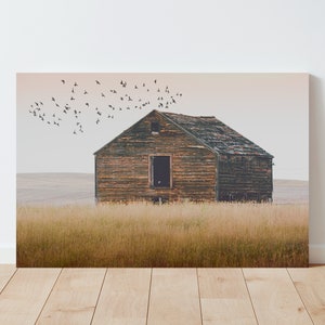 May include: A weathered wooden barn stands alone in a field of tall, dry grass. A flock of birds flies overhead against a pale sky.