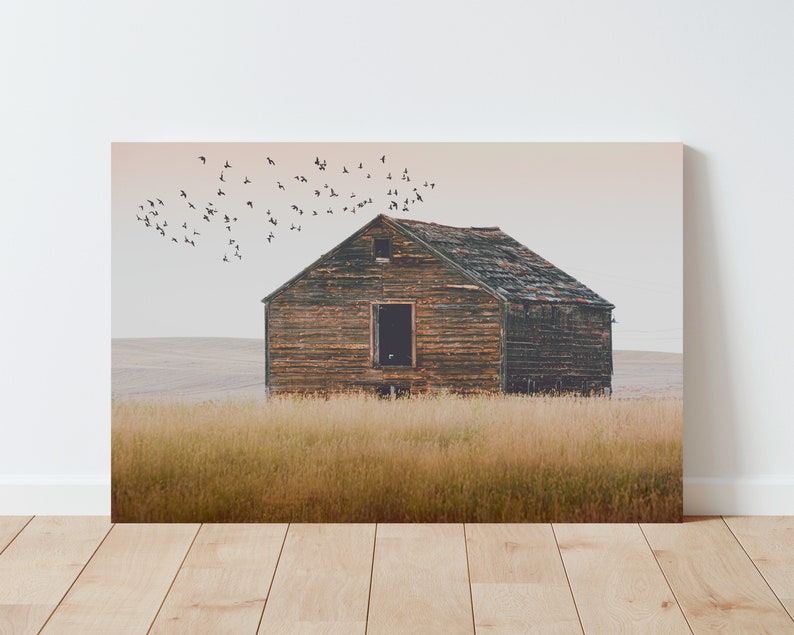 May include: A weathered wooden barn stands alone in a field of tall, dry grass. A flock of birds flies overhead against a pale sky.