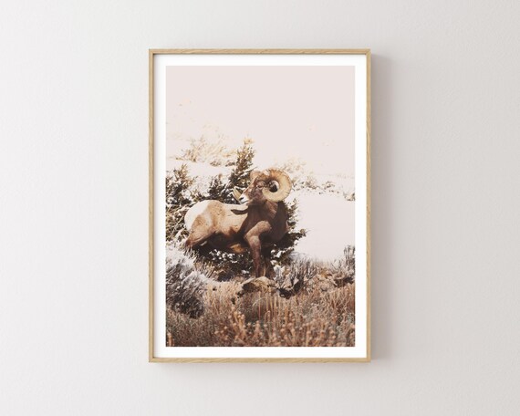 "Sure Foot" - Bighorn Ram Western Wildlife Photography Print