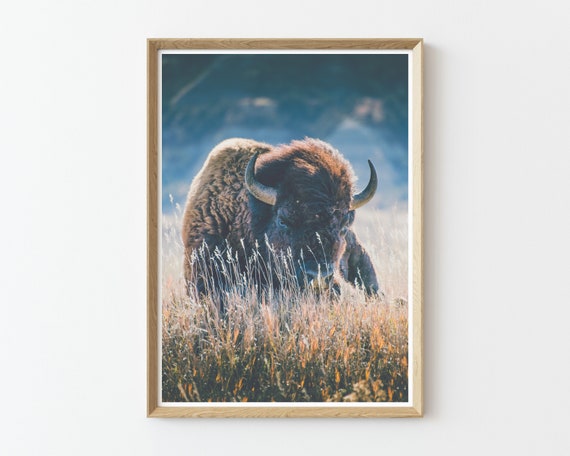 Modern Bison Photography Print | Bison wall art | Large Wall Art | South Dakota Landscape | Nature photography | wildlife photography