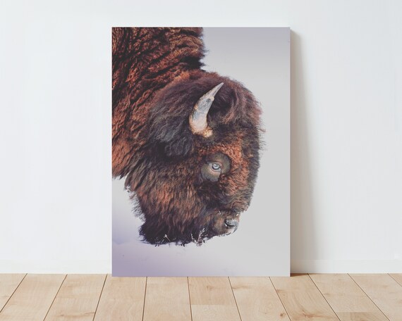 Bison Nature Photography Print - Yellowstone Park Wall Art - Bison Wall Art - Western Decor - Nature wall art - Large wall art - Wyoming art