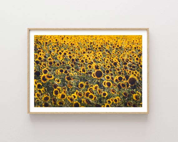 "Sunflower Fields" - Sunflowers Landscape Photography