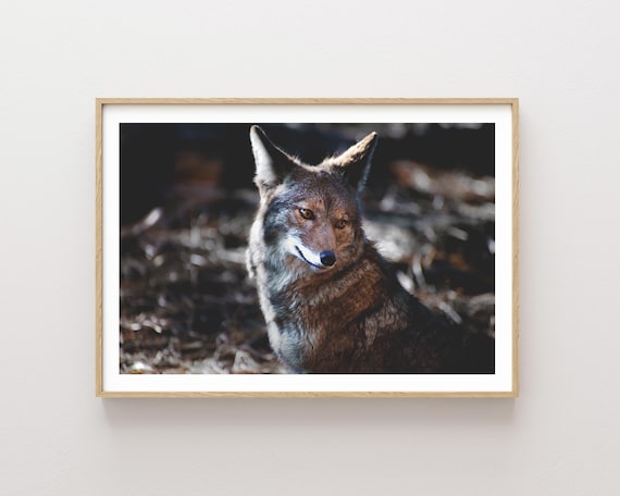 "Over Your Shoulder" - Coyote Western Wildlife Nature photography