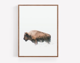 Yellowstone Park Bison Photography
