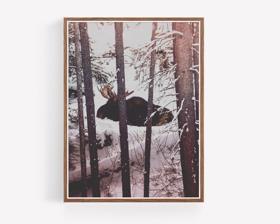 Moose in Yellowstone National Park - wildlife photography, boho wall art, moose photography, yellowstone national park photography