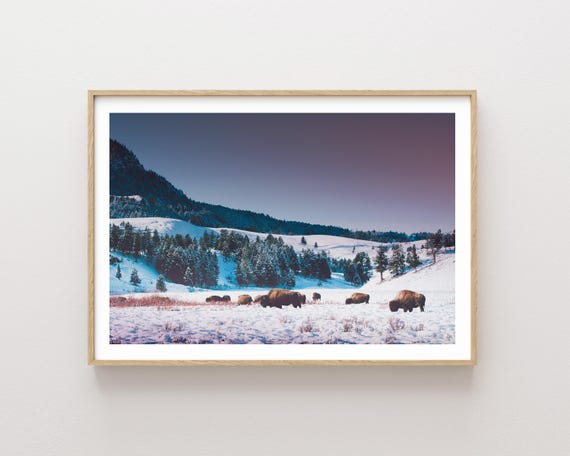 "Never be Tamed" - Bison in Winter Yellowstone National Park Photography