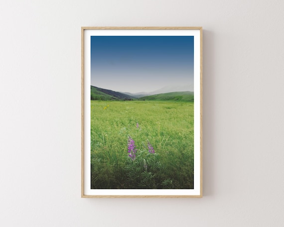"Purple" - Mountain Meadow Wildflowers Photography