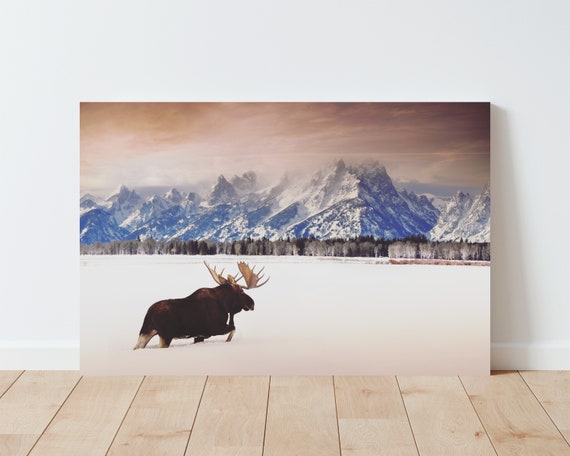 Tetons National Park Moose Photography - Moose wall art - Tetons Landscape - Western decor - Western Photography - Large wall art - Nature