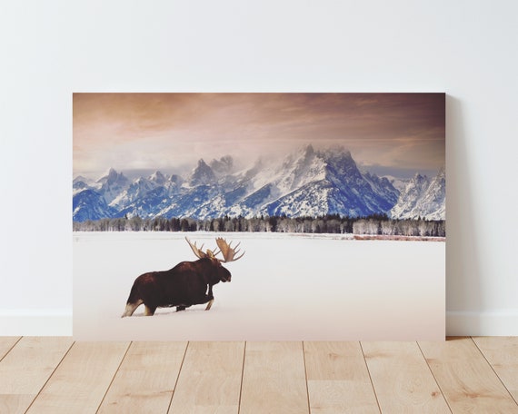 Moose and snowy Teton Mountains Winter Landscape - scenic wildlife moose photography, sunset over the tetons colorful landscape photgraphy