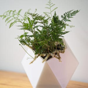 May include: A vibrant green fern plant with delicate, feathery fronds growing out of a white, geometric, multi-faceted planter. The plant features thin, brown stems and visible roots near the soil surface, contained within the angular white pot.