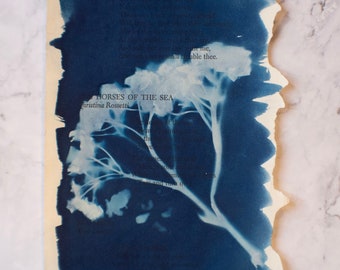 Cyanotype Hydrangea Print on Book Page 1