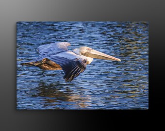 Canvastavla med pelikan i flykt: Fotografi av kustfåglar