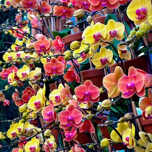 Vibrant Orchid Wall – Tropical Floral Digital Download