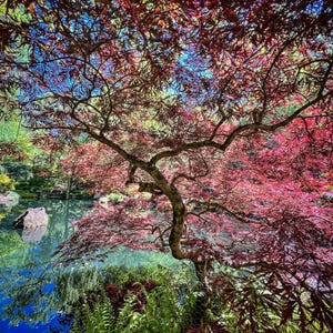 Japanese Maple Tree – Tranquil Garden Reflection, Zen Wall Art, Serene Nature Photography | Digital Download