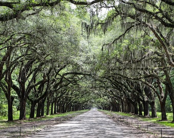 Wormsloe Historic Oak Avenue – Savannah, GA | Digital Download