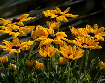 Leuchtend gelbe Black-Eyed Susan Blumen