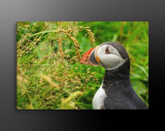 Atlantic Puffin Canvas Wall Art – Iceland Coastal Bird Photography – Nature Décor