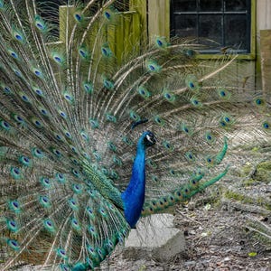 Elegant Peacock Display | Digital Download