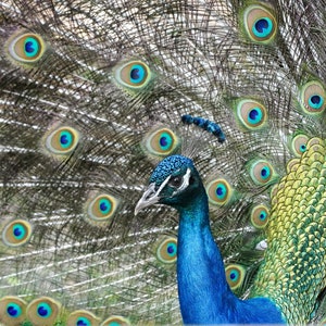 The Magnificent Peacock Display | Digital Download
