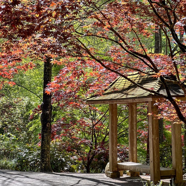 Tranquil Seating: Japanese Maple with Bench