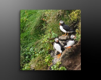Square Puffin Canvas Wall Art: Iceland Wildlife Photography Print