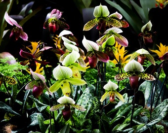Tropical Orchids – Botanical Photography | Digital Download